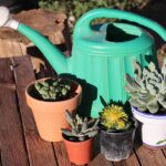 Suculenta sana en maceta, mostrando una correcta drenaje y prevención del exceso de riego.