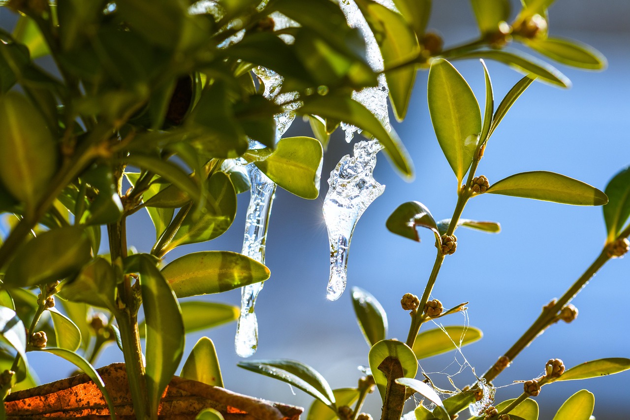 Planta cubierta con materiale reciclato per proteggerla dal gelo in inverno.